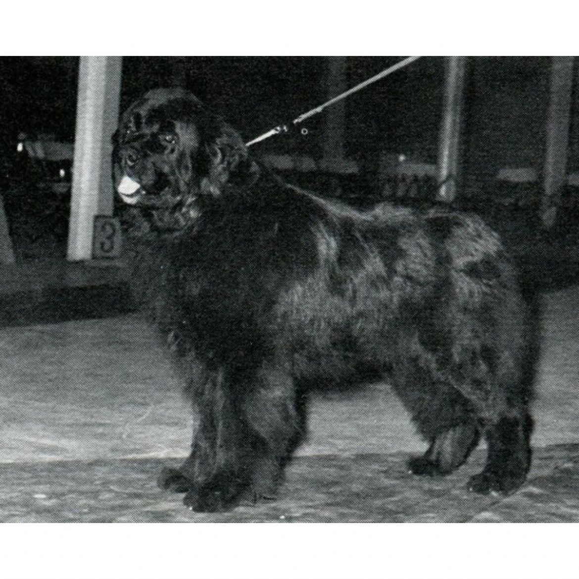 R Sampson of Allison Acres (28-09-1970)